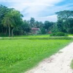 A beautiful village scene in Naogaon Sadar Upazila.