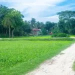 A beautiful village scene in Naogaon Sadar Upazila.