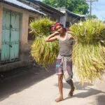 A joyful farmer carries bundles of rice crop on a bamboo stick in Dubalhati Bazaar, Naogaon. Rice is the main agricultural product in the region.