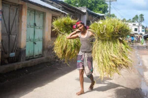 A joyful farmer carries bundles of rice crop on a bamboo stick in Dubalhati Bazaar, Naogaon. Rice is the main agricultural product in the region.
