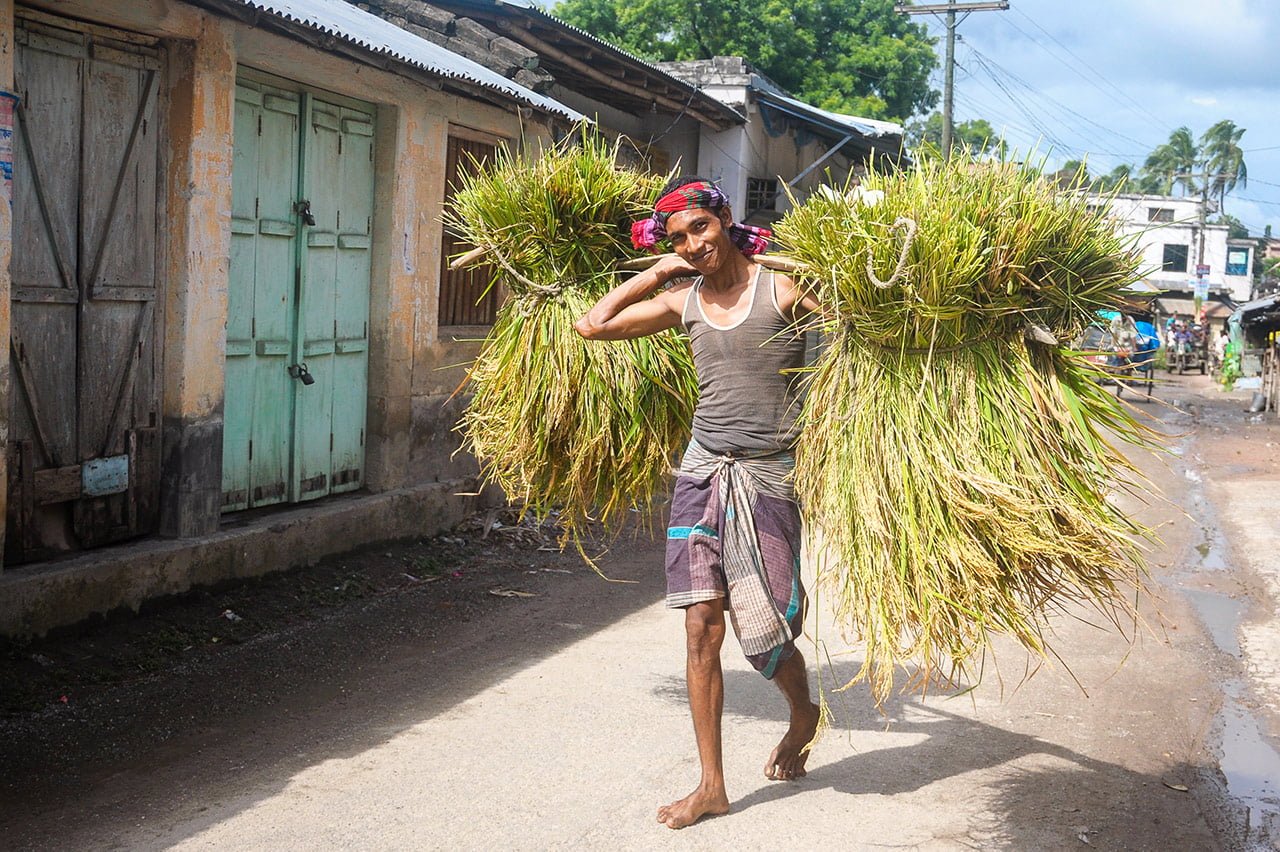 A joyful farmer carries bundles of rice crop on a bamboo stick in Dubalhati Bazaar, Naogaon. Rice is the main agricultural product in the region.