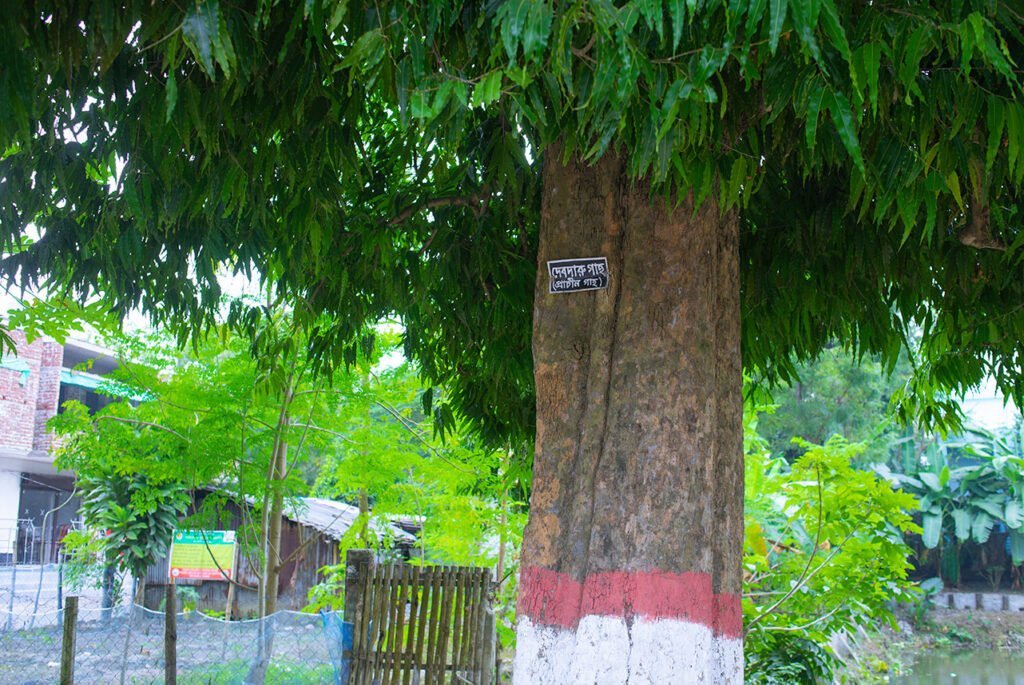 Ancient Cedar tree (দেবদারু গাছ) from Rabindranath's era in front of Kachari Bari building.