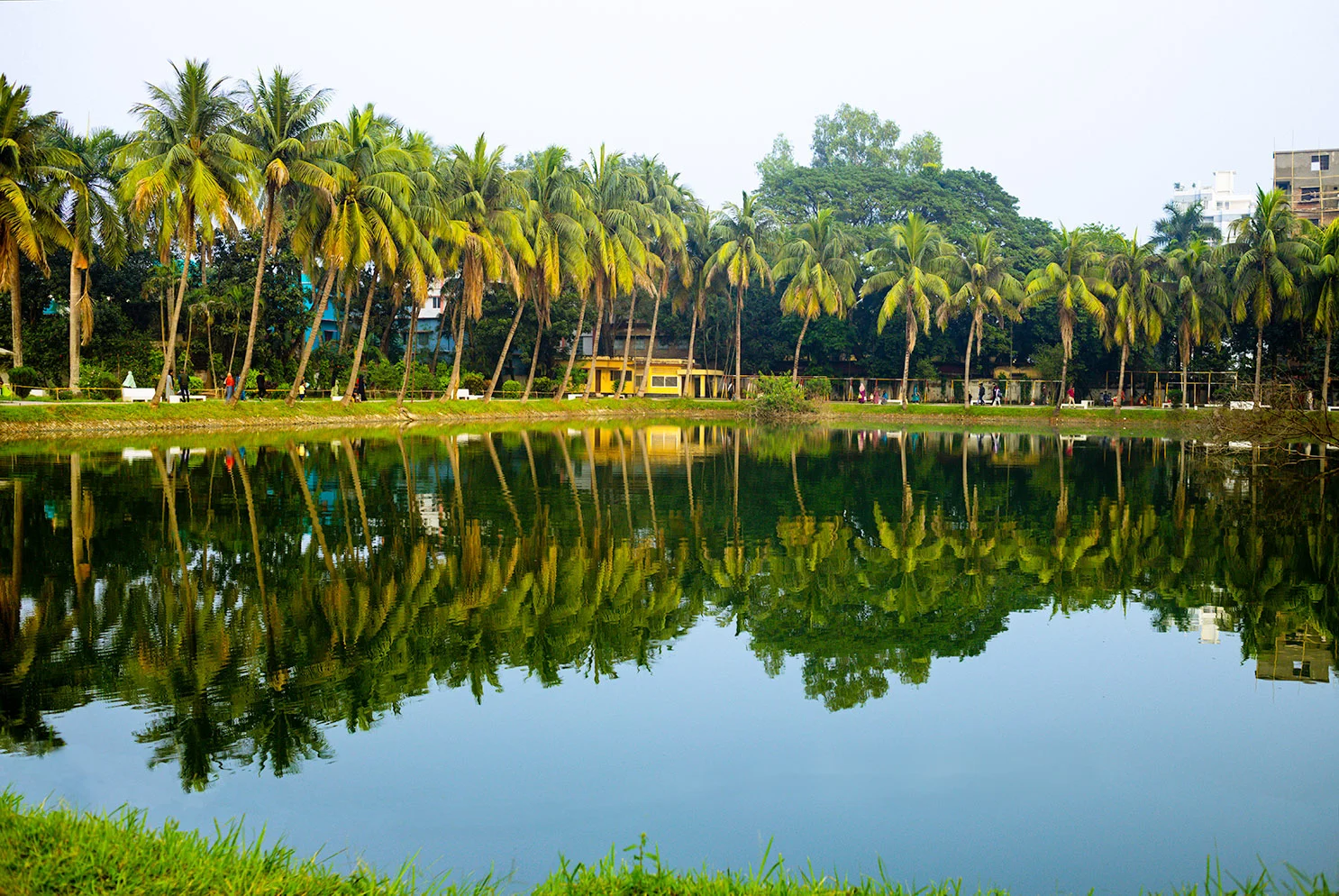 HD picture of a pond with coconut tree reflections in Naogaon Zilla Parishad Park, 2023.