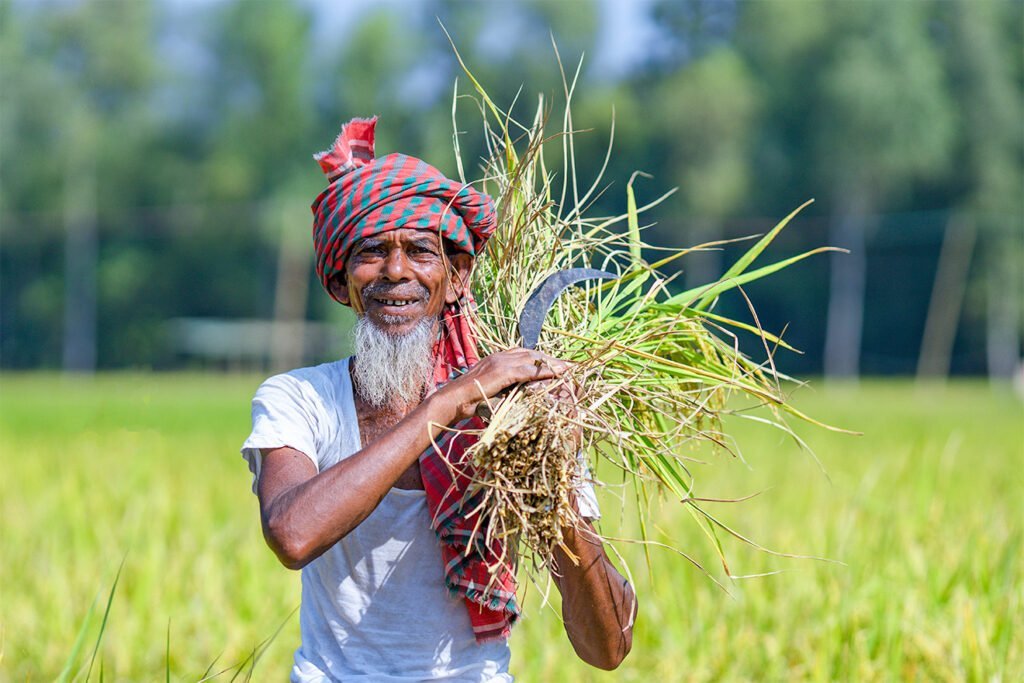 Bangladeshi farmer holding ripe paddy in Naogaon Sadar, 2023, with a peaceful smile.