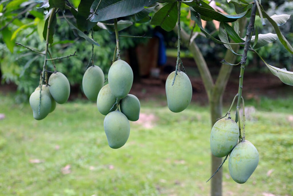 "Green mangoes on a tree in Naogaon, showing why it's called the Mango Capital of Bangladesh – 2024.